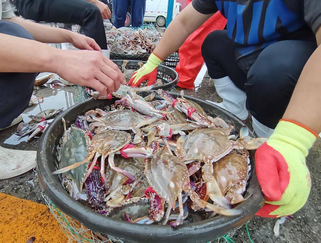 致富经大连海鲜_海鲜联盟大连活海鲜_大连海鲜连锁