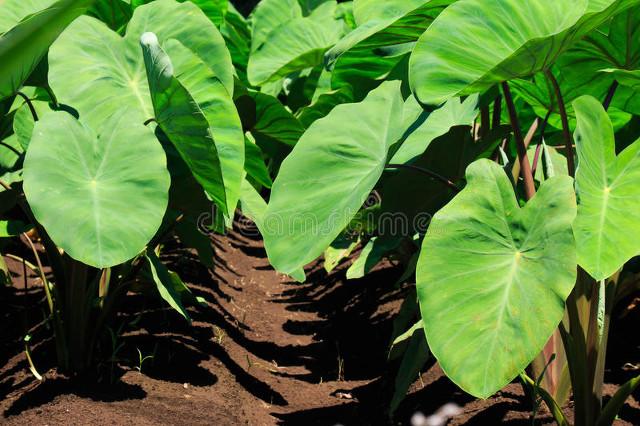 竽头高产种植技术_竽头怎么种植技术_种植芋头方法