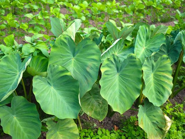 竽头怎么种植技术_种植芋头方法_竽头高产种植技术