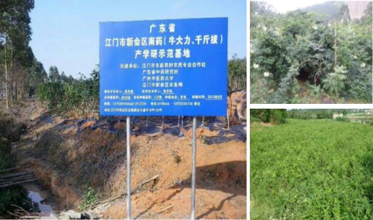 药材种植技术大全_药材种植技术指导_各种药材种植技术