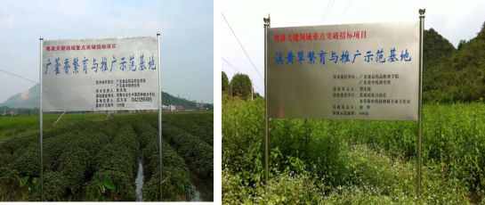 药材种植技术指导_药材种植技术大全_各种药材种植技术