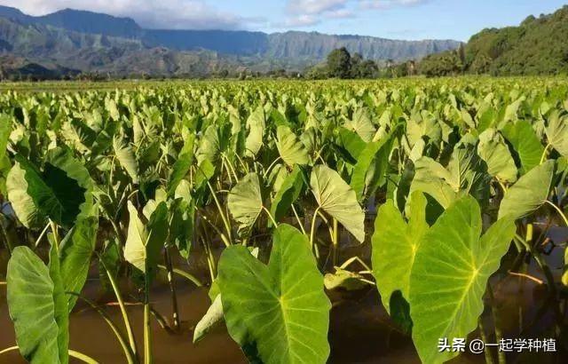 种植芋头方法_竽头怎么种植技术_竽头高产种植技术