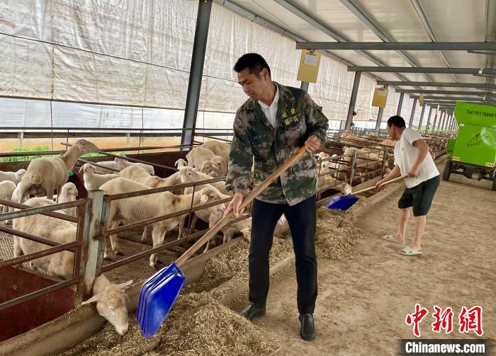 江西南昌红谷滩区流湖镇淑溪村湖羊养殖基地内，基地负责人滕新中正在给湖羊搭配饲料。　卢梦梦 摄