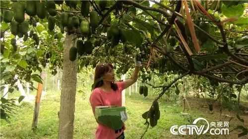 软枣子种植_软枣的种植技术_软枣种植方法