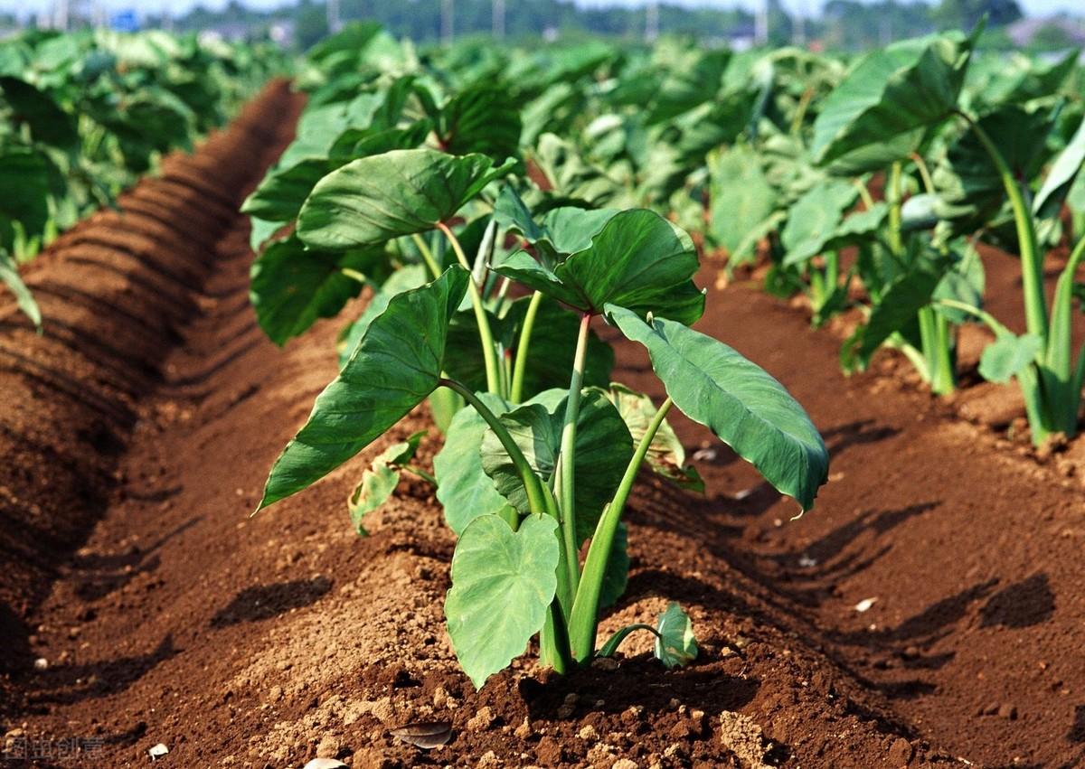 竽头怎么种植技术_竽头种植方法_竽头高产种植技术