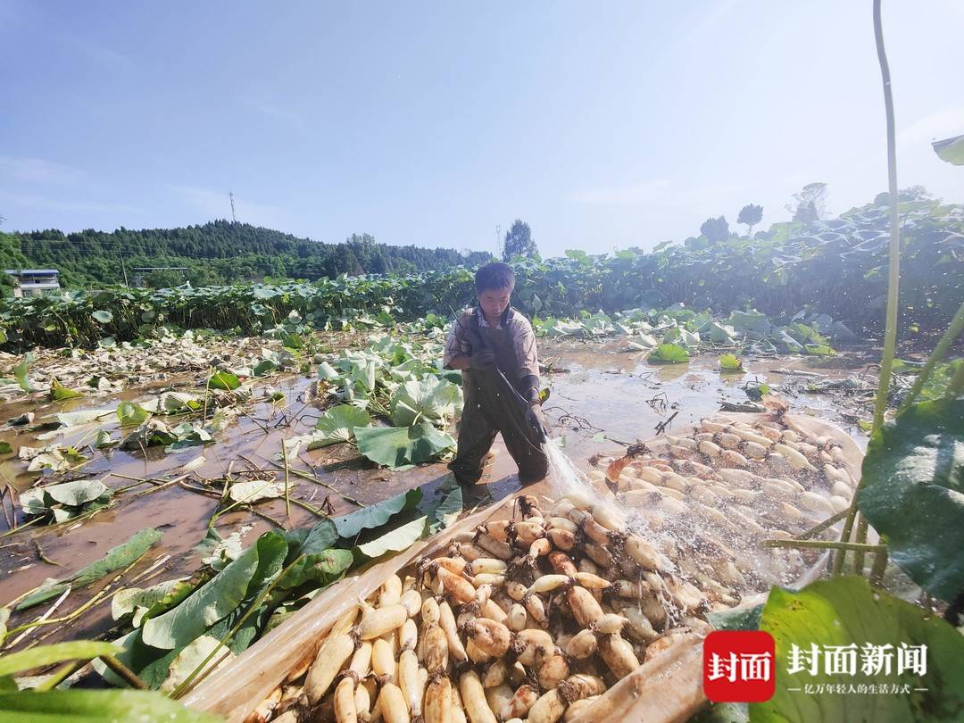 致富经视频种藕_致富经高产藕种植视频_莲藕种植致富