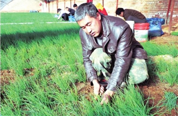 沙葱种植技术视频_沙葱种一次能收获几年_沙葱用种植技术