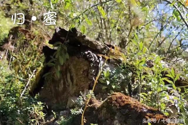 致富经种羊肚菌_致富经羊肚菌李向阳_致富经羊肚菌养殖技术