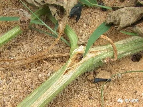 西瓜大棚种植致富_西瓜大棚技术_西瓜大棚种植最新技术