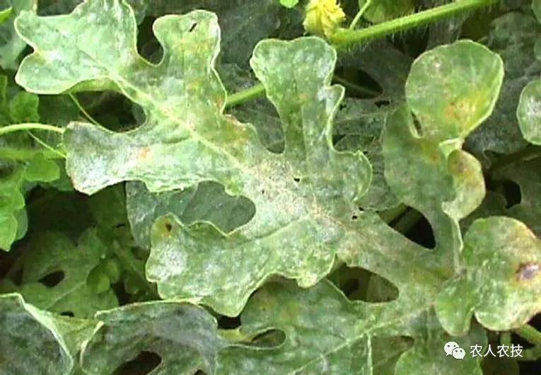 西瓜大棚技术_西瓜大棚种植致富_西瓜大棚种植最新技术