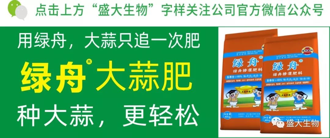 大蒜东北种植技术要点_大蒜东北种植技术视频_东北大蒜种植技术