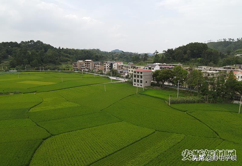 羊昌龙海村：藕田养鱼 致富有道