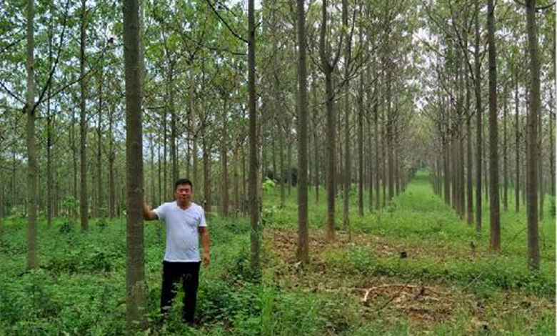 在农村种艾草有前景吗_农村种植艾草致富_农村种植艾草赚钱吗