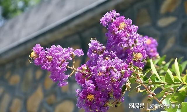 “开花机器”紫薇树，种植方法并不难，这样种植，紫薇花年年盛开