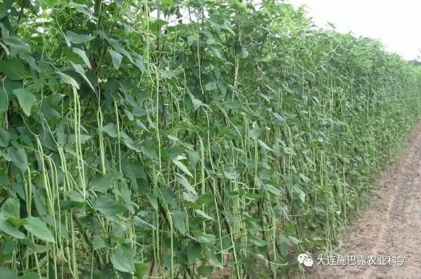 冬季肛豆种植技术_秋肛豆最迟什么时候种_肛豆种植时间