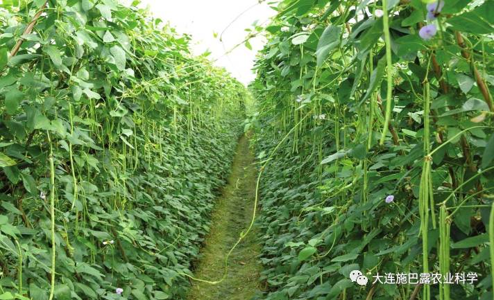 秋肛豆最迟什么时候种_肛豆种植时间_冬季肛豆种植技术