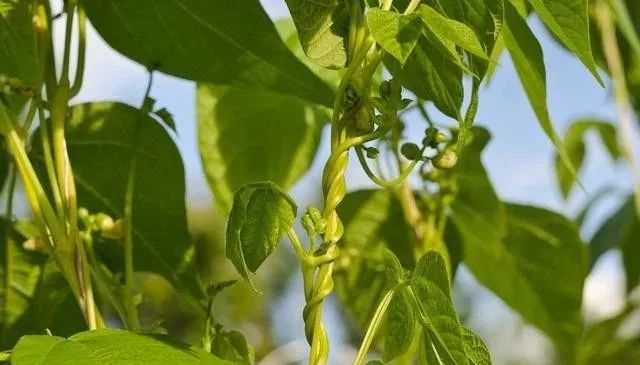 缸豆的种植温度_秋肛豆最迟什么时候种_冬季肛豆种植技术