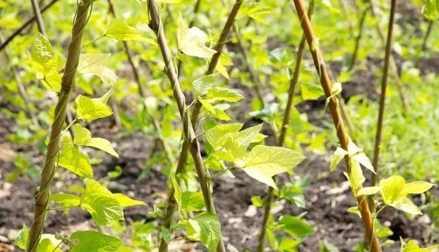 秋肛豆最迟什么时候种_冬季肛豆种植技术_缸豆的种植温度