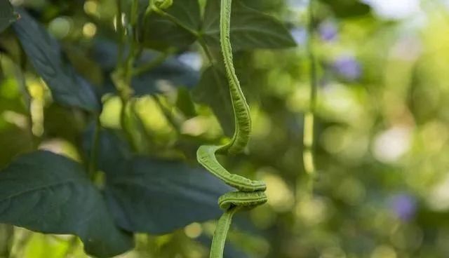 冬季肛豆种植技术_缸豆的种植温度_秋肛豆最迟什么时候种