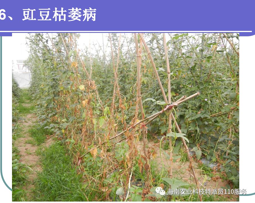 冬季肛豆种植技术_冬缸豆什么时候种_冬季豇豆种植技术