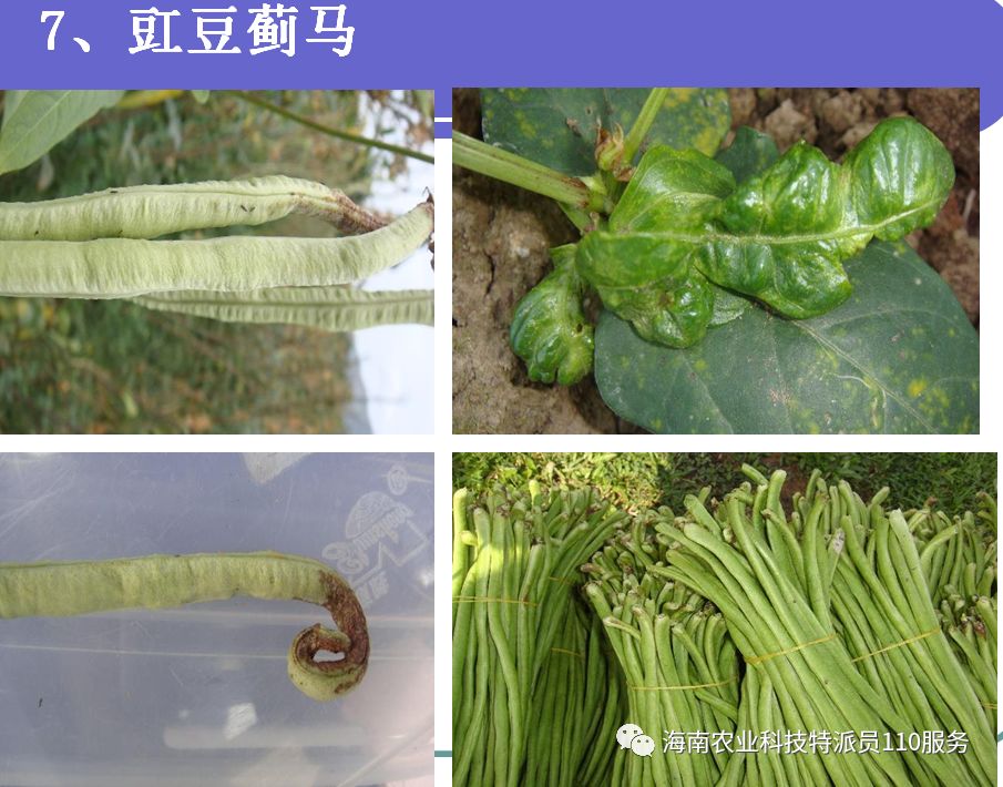 冬缸豆什么时候种_冬季肛豆种植技术_冬季豇豆种植技术