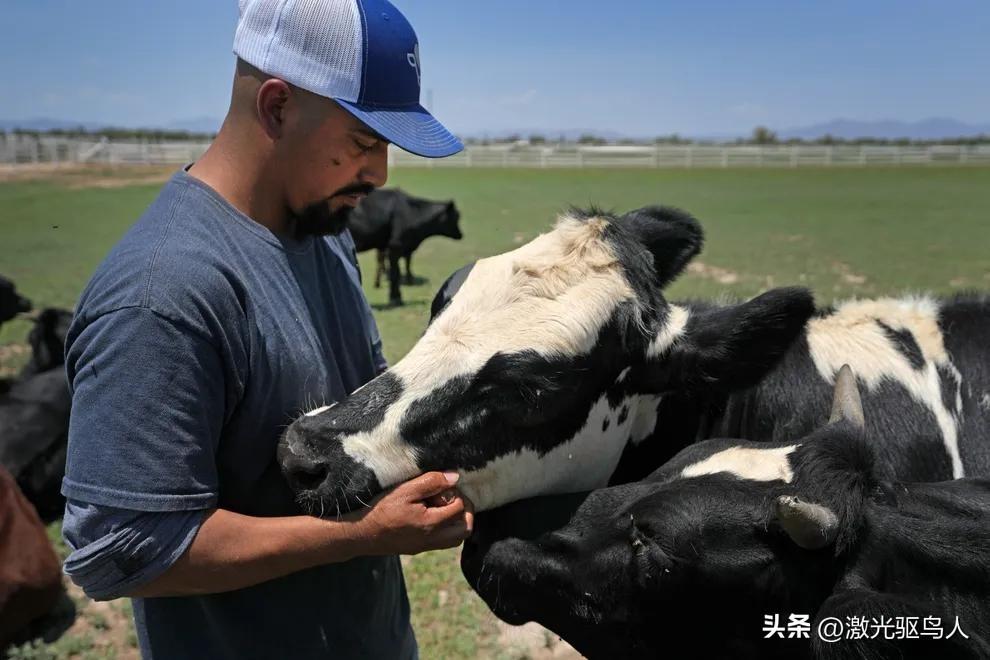 奶牛养殖的致富_致富经奶牛养殖视频_养殖奶牛赚钱吗