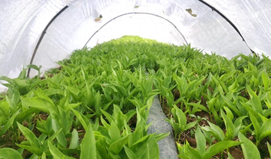 致富种植半夏技术怎么样_致富经半夏种植技术_半夏的种植效益