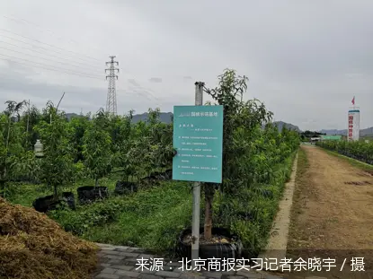 致富经桃树种植视频_致富经种冬桃_致富经种植桃