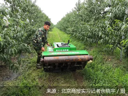 致富经种冬桃_致富经种植桃_致富经桃树种植视频