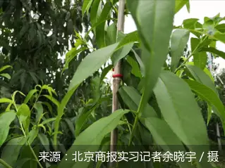 致富经桃树种植视频_致富经种植桃_致富经种冬桃