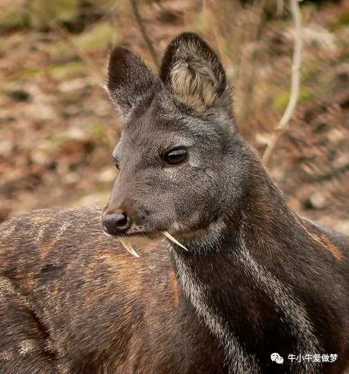 致富经养麝香鼠_致富经养麝香视频_致富经麝香