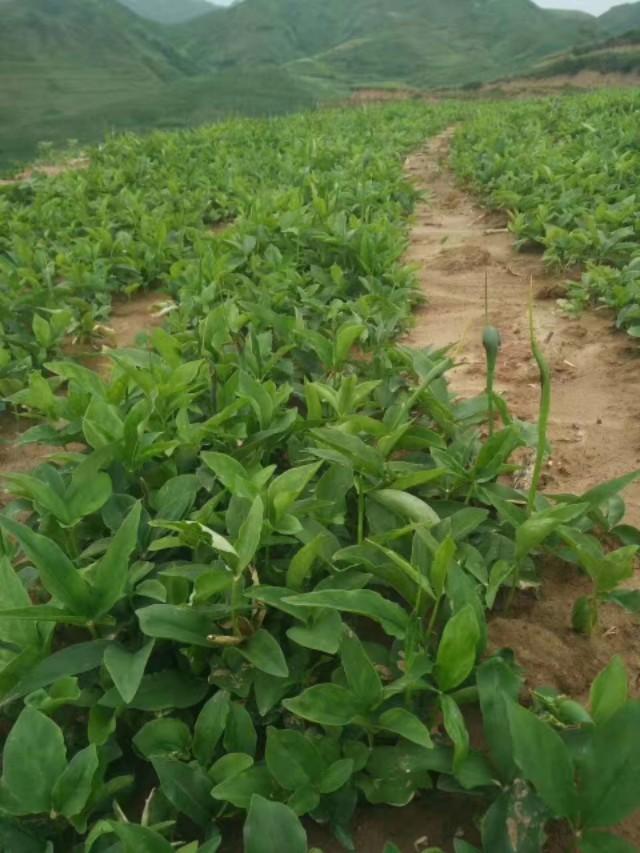 种这个让你一年致富，看看甘肃人是怎么种植半夏的！