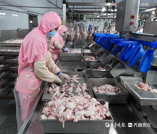 养殖肉鸭挣钱吗_致富经养殖肉鸭视频_养殖肉食鸭的利润成本