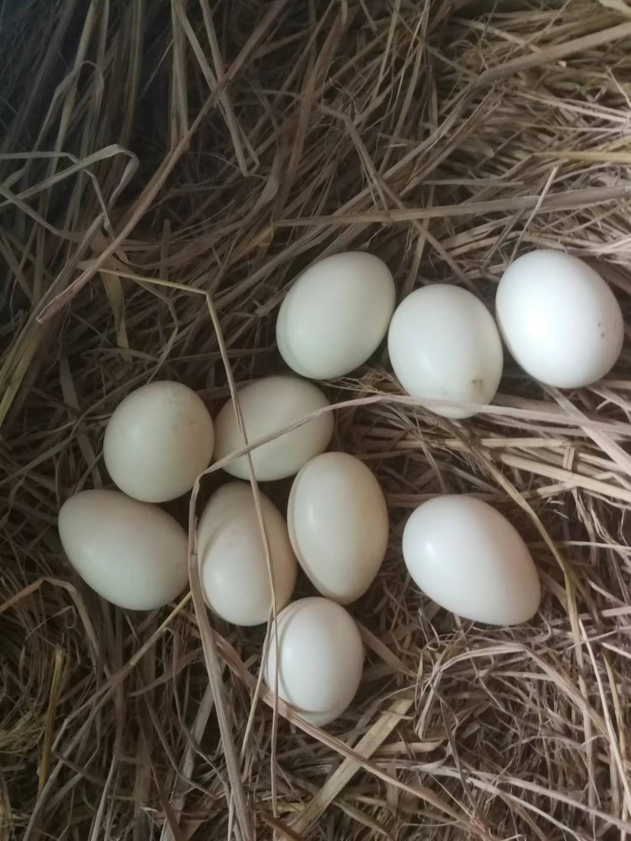 养鸭视频致富经_养殖肉食鸭的利润成本_致富经养殖肉鸭视频