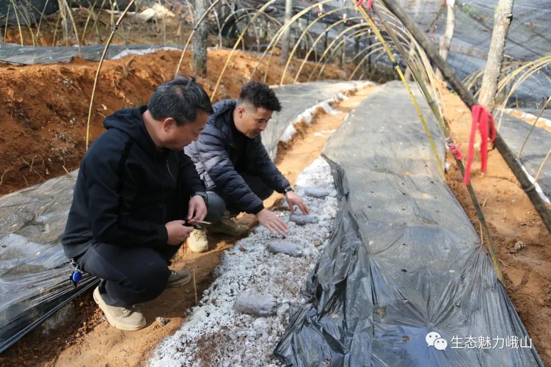 致富经种植羊肚菌完整版_致富经羊肚菌李向阳_致富经羊肚菌视频