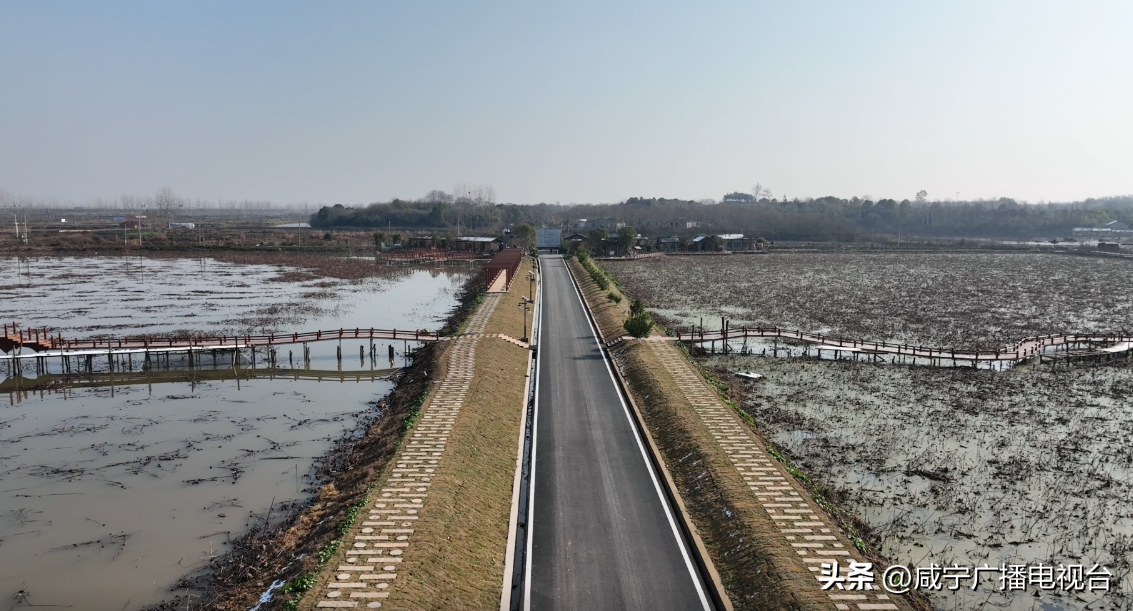 种田藕视频_莲藕种植致富_致富经视频种藕