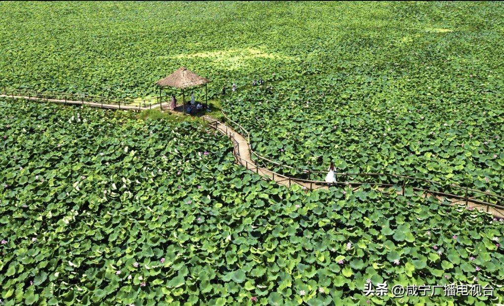 莲藕种植致富_致富经视频种藕_种田藕视频