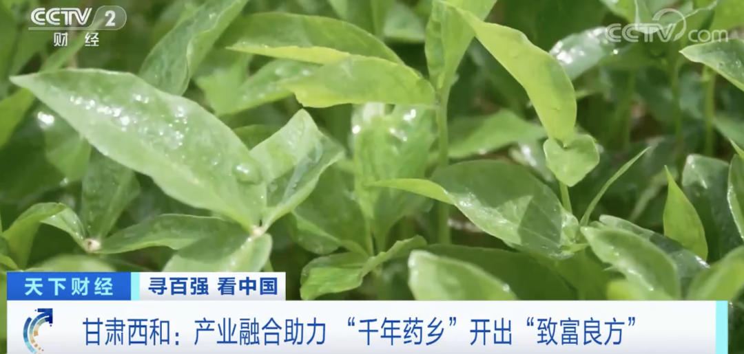 半夏的种植效益_致富种植半夏技术怎么样_致富经半夏种植技术