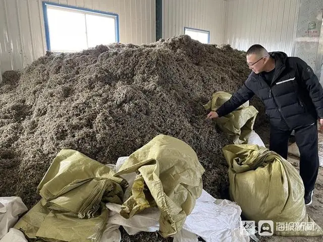 致富经艾草种植视频_种植艾草的利润如何_种植艾草挣钱吗