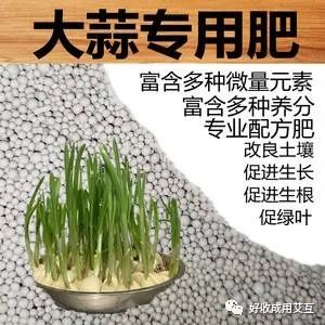 蒜苗种植技术和管理方法视频_苗蒜的种植技术_蒜苗种植技术视频