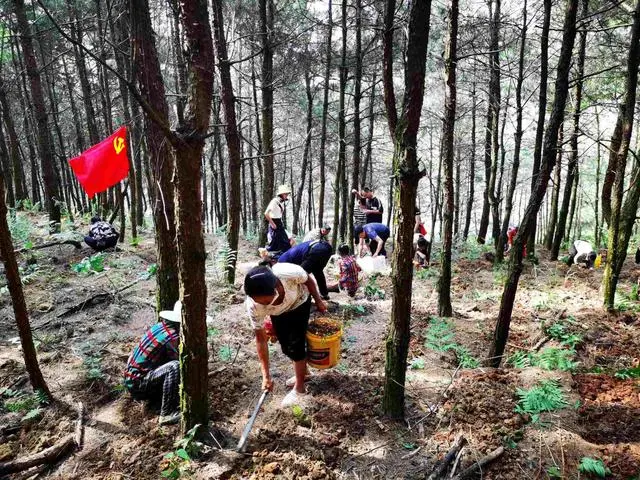 致富中药种植方子是什么_种植中药致富方子_种植致富药材