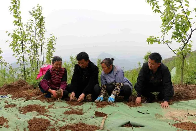 种植致富药材_致富中药种植方子是什么_种植中药致富方子