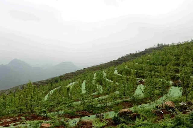 种植中药致富方子_致富中药种植方子是什么_种植致富药材