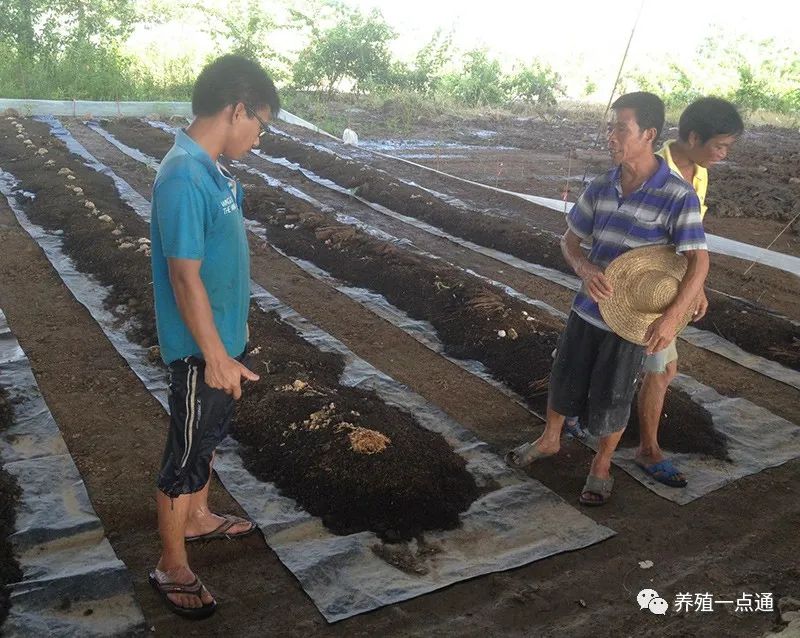 蚯蚓养殖技术视频教程_蚯蚓苗养殖技术_苗养殖蚯蚓技术与管理