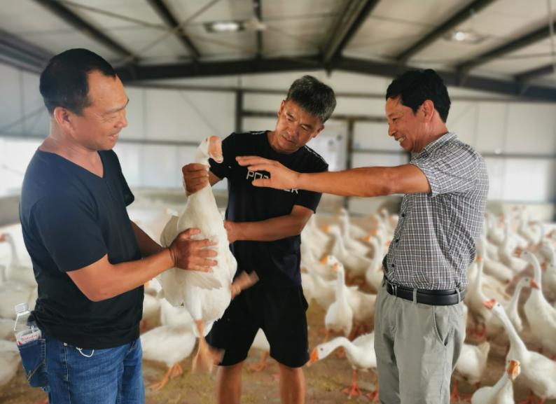 致富养殖鸡鸭项目有哪些_致富养殖鸡鸭项目简介_鸡鸭养殖致富项目