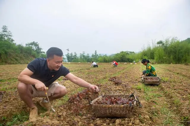 中药材种植致富经_致富中药种植方子图片_种植中药致富方子