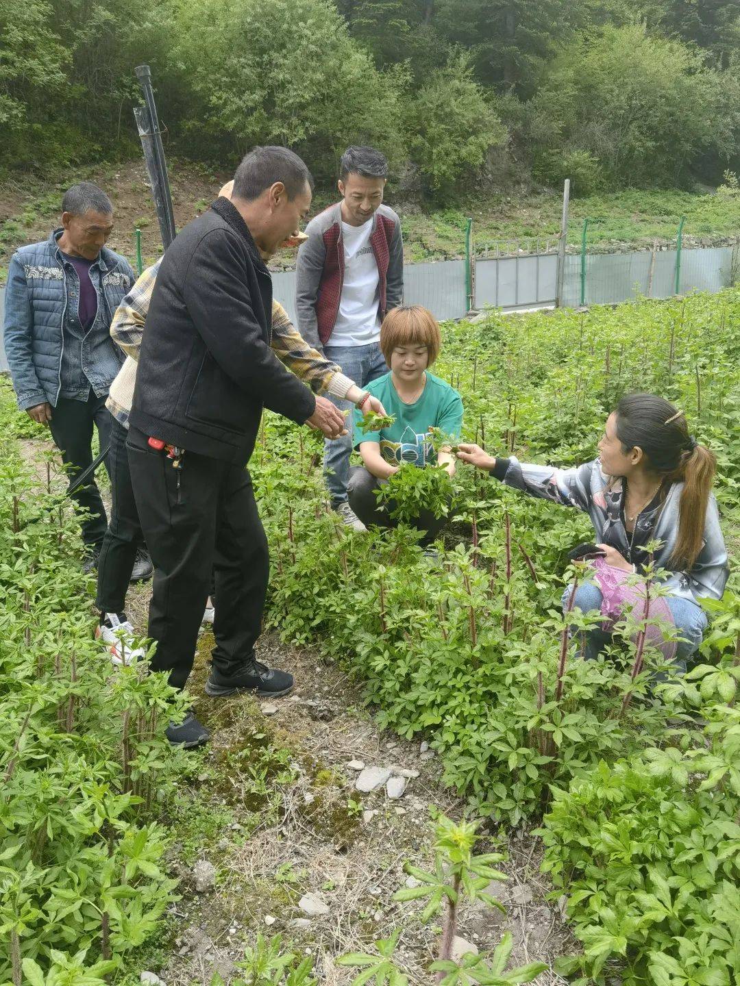 种植中药致富方子_致富中药种植方子是什么_致富中药种植方子图片