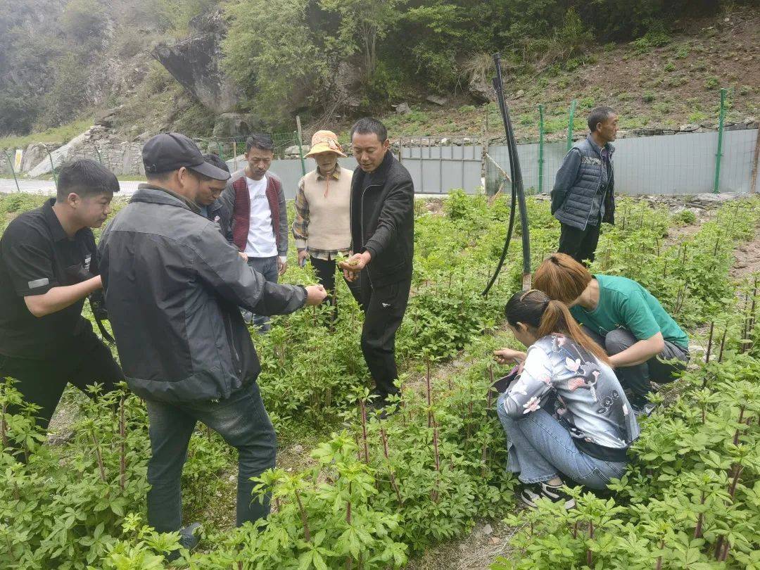 致富中药种植方子是什么_致富中药种植方子图片_种植中药致富方子