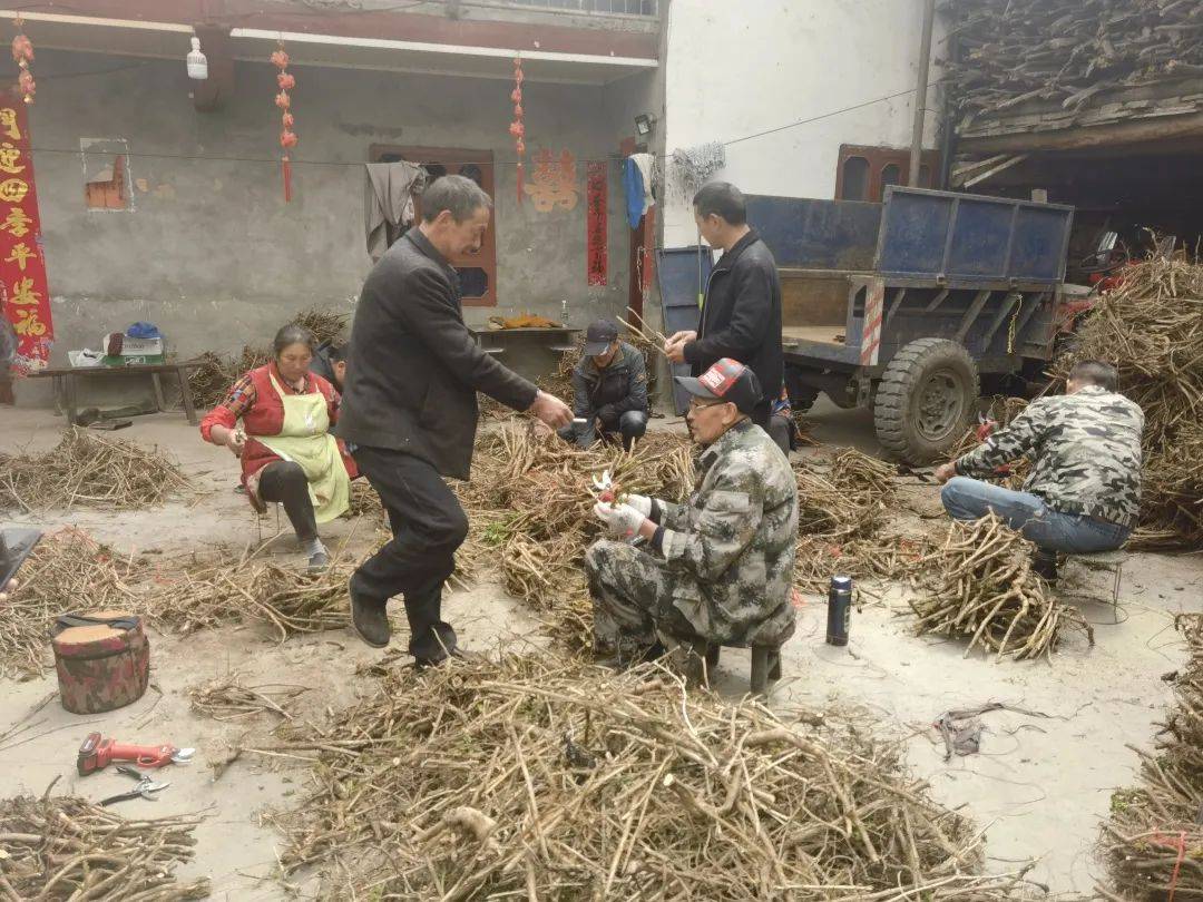 致富中药种植方子图片_致富中药种植方子是什么_种植中药致富方子