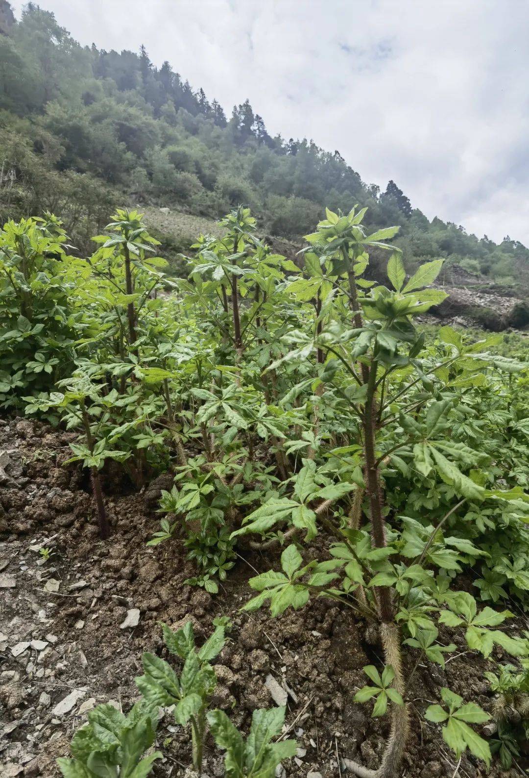 致富中药种植方子是什么_种植中药致富方子_致富中药种植方子图片